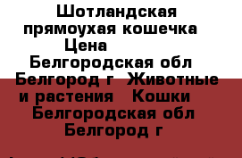 Шотландская прямоухая кошечка › Цена ­ 3 000 - Белгородская обл., Белгород г. Животные и растения » Кошки   . Белгородская обл.,Белгород г.